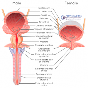 male & female bladder anatomy